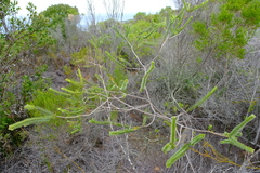Struthiola argentea