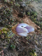Pulsatilla vernalis