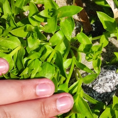 Honckenya peploides major