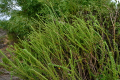 Struthiola argentea