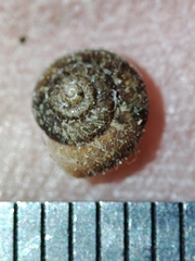 Microxeromagna lowei