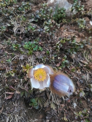 Pulsatilla vernalis