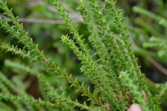 Struthiola argentea