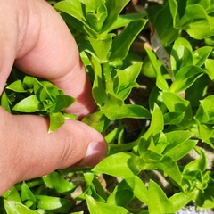 Honckenya peploides major