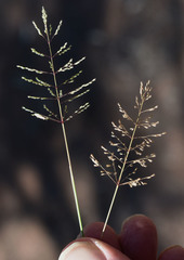 Sporobolus australasicus