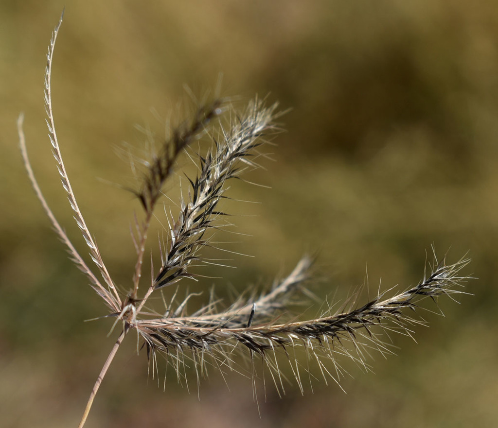 Chloris lobata