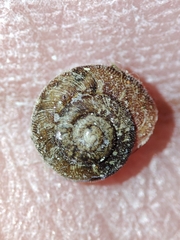 Microxeromagna lowei