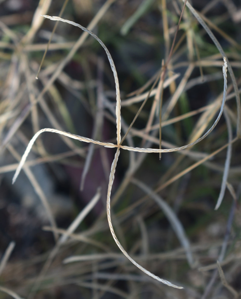 Bermuda Grasses
