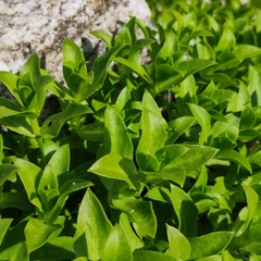 Honckenya peploides major