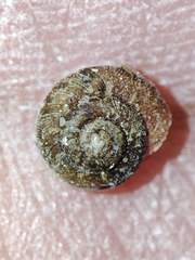 Microxeromagna lowei