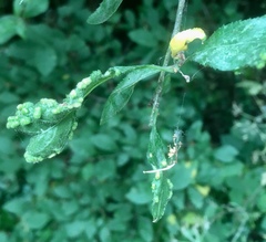 Eriophyes similis