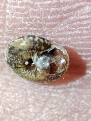 Microxeromagna lowei