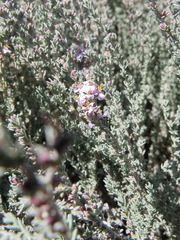 Frankenia thymifolia