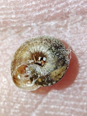 Microxeromagna lowei