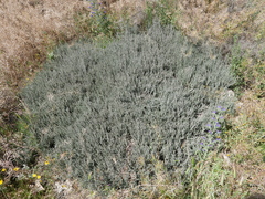 Frankenia thymifolia