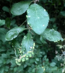 Eriophyes similis