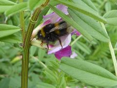 Bombus terrestris