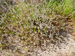 Spergularia diandra