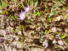 Spergularia diandra