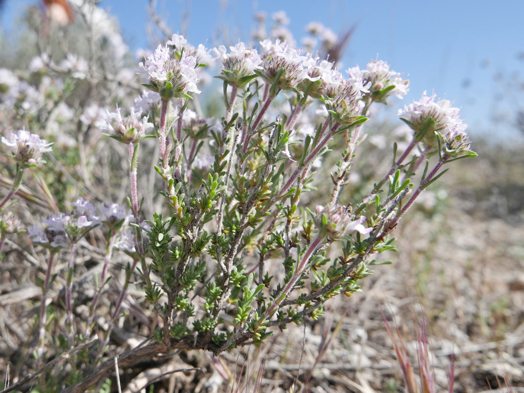 Thymus lacaitae