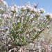 Thymus lacaitae - Photo (c) Jorge Calvo Yuste,  זכויות יוצרים חלקיות (CC BY-NC), הועלה על ידי Jorge Calvo Yuste
