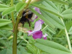 Bombus terrestris