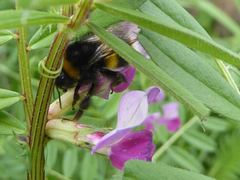 Bombus terrestris
