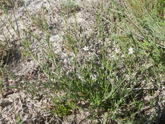Spergularia diandra