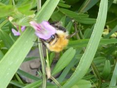Bombus pascuorum