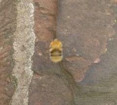 Bombus pascuorum