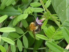Bombus pascuorum
