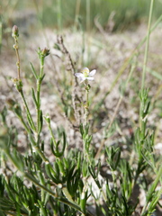 Spergularia diandra