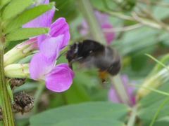 Anthophora plumipes