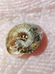 Microxeromagna lowei