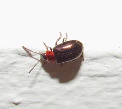 Microtheca semilaevis