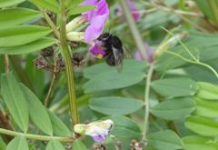 Anthophora plumipes