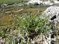 Spergularia diandra