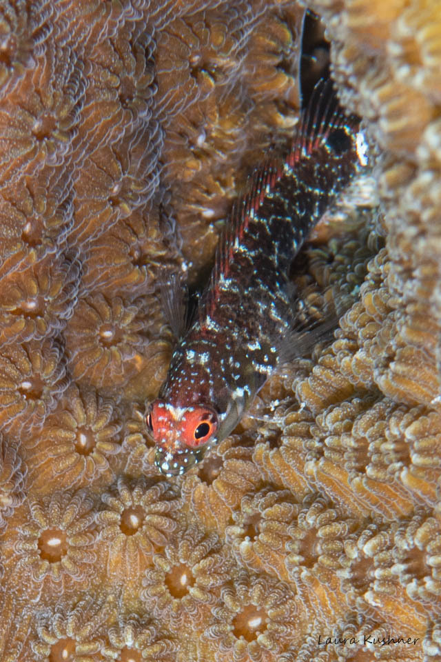 Springer's Blenny