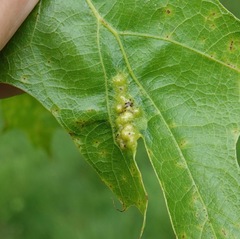 Melikaiella ostensackeni