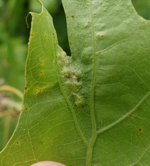 Melikaiella ostensackeni