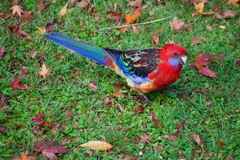 Platycercus elegans × eximius