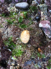 Littorinimorpha