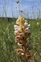 Orobanche picridis