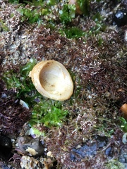 Littorinimorpha