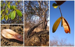 Pristimera longipetiolata