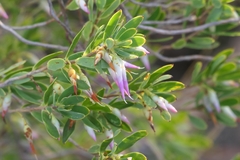 Conostephium pendulum