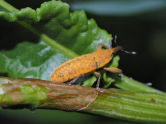 Lixus bardanae
