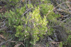 Conostephium pendulum