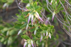 Conostephium pendulum