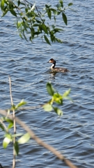 Podiceps cristatus